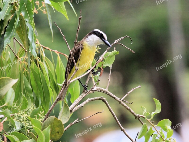 Great Kiskadee Bird Animal Yellow Nature