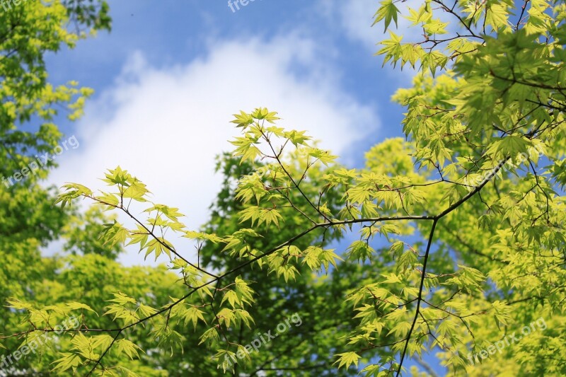 Kaede Maples Fresh Green In The Early Summer Spring