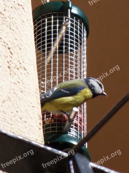 Parus Major Bird Coal Mallarenga Tit Feeder