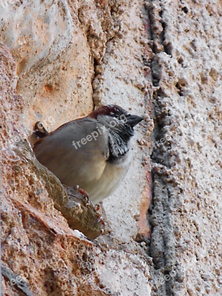 Sparrow Bird Wall Lookout Free Photos