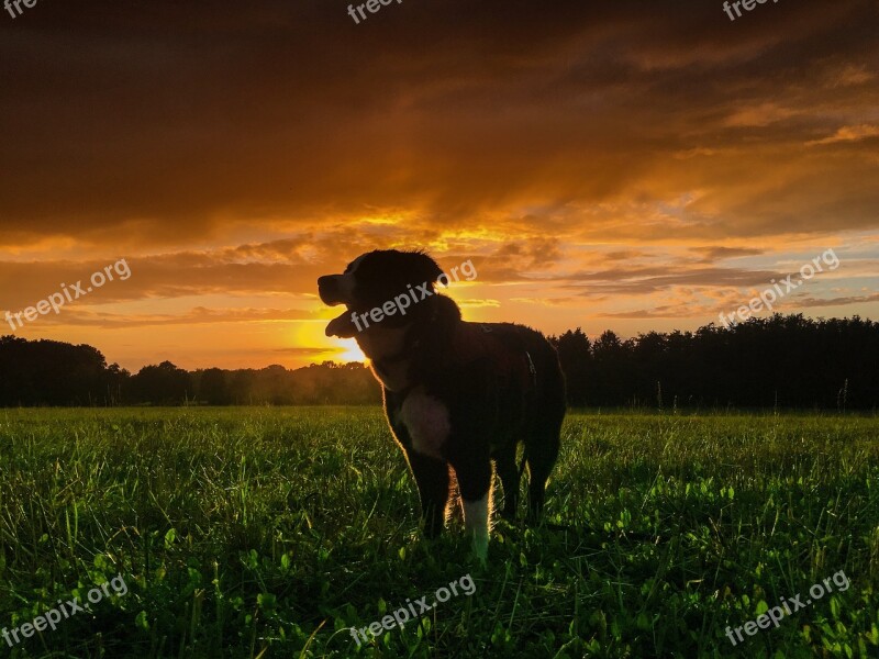 Dog Sun Animal Pet Nature