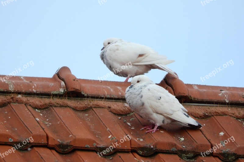 Pigeons The Breeding Of Pigeons Dove White Dove Pigeon