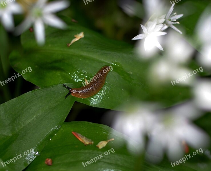 Snail Bear's Garlic Leaf Wood Garlic Garlic Leaves