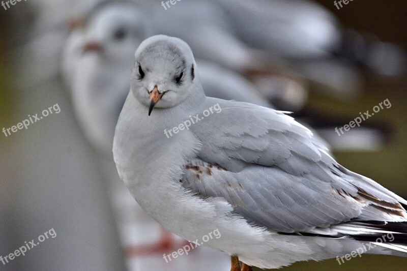 East Frisia Seagull Cheeky Free Photos