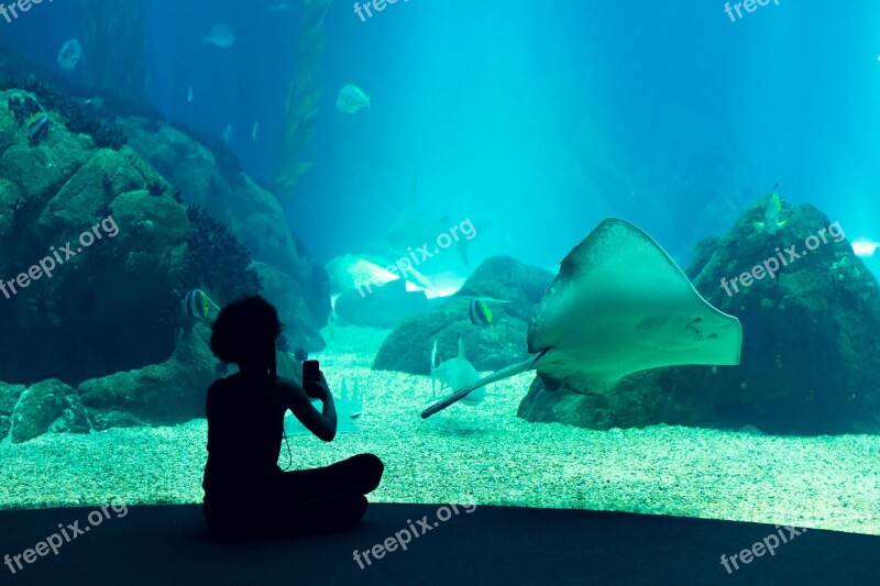 Oceanarium Aquarium Lisbon Portugal Tourism