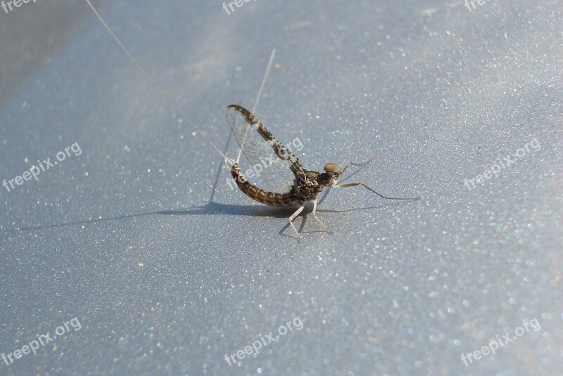 Callibaetis Mayfly On Hood Free Photos