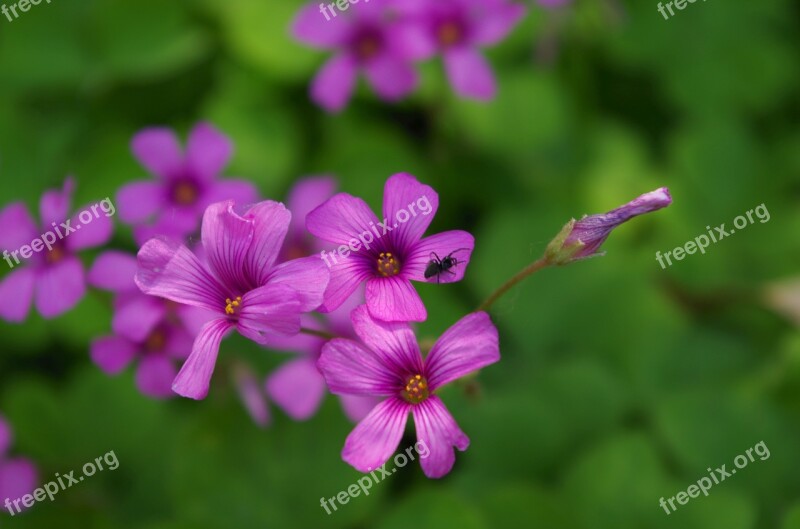 Leaf Clover Spider Green Wallpaper