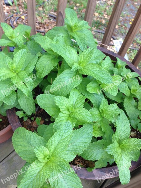 Mint Plants Leaf Green Herb