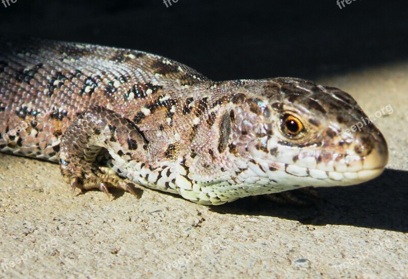 Lizard Sand Lizard Reptile Creature Scale