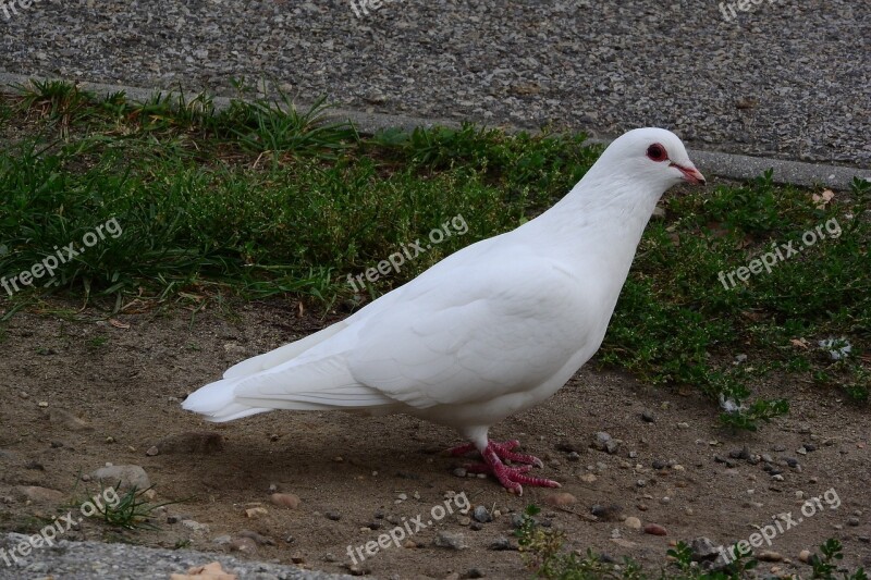 Pigeons Dove White Dove Pigeon City Bird