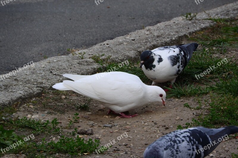 Pigeons Dove White Dove Pigeon City Bird