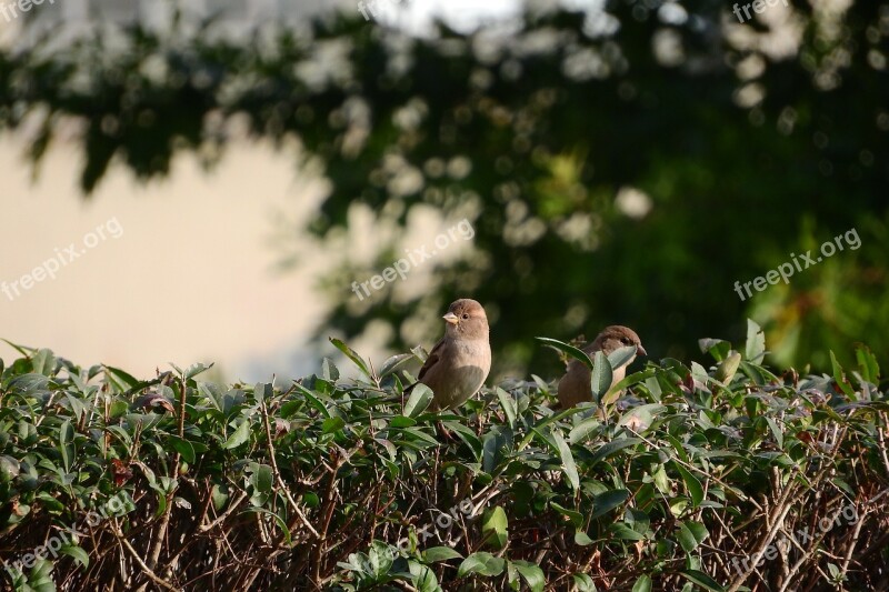 Sparrow Mláďě House Sparrow Bird In The Bush Free Photos