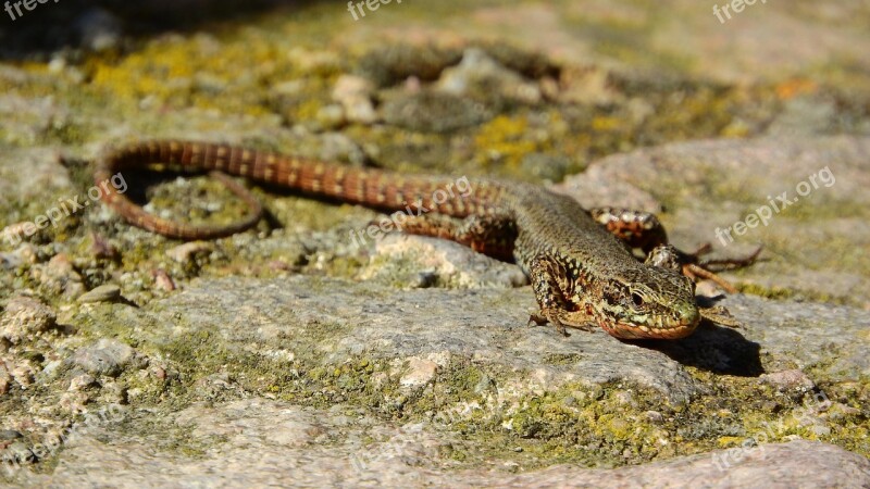 Wall Lizard Lizard France Podarcis Muralis Free Photos