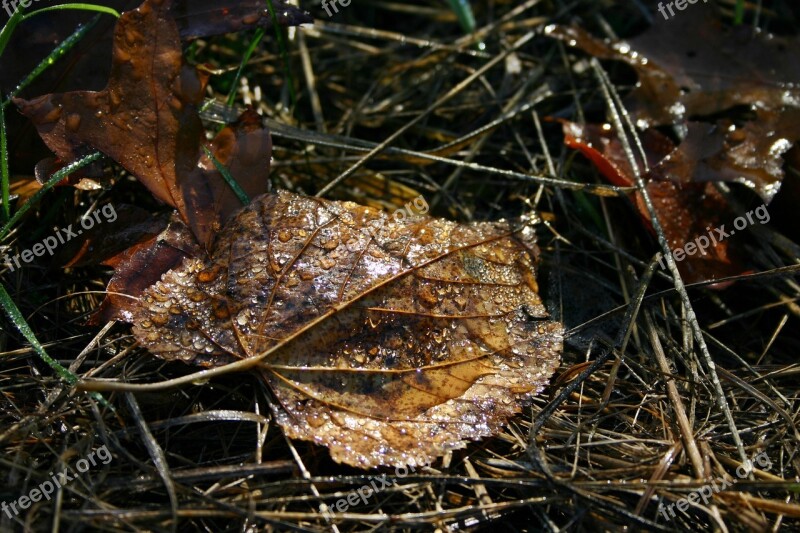 Leaf Leaves Dew Moist Autumn