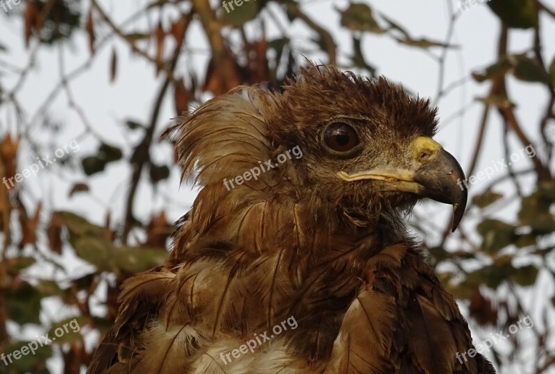 Bird Portrait Avian Kite Black Kite