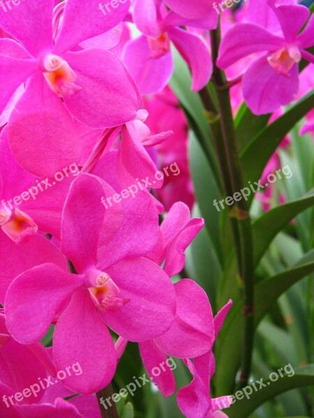 Orchid Flowers Pink Orchids Free Photos