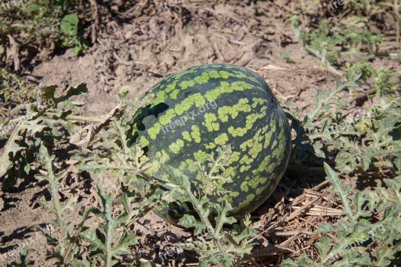 Watermelon Why Vegetable Garden Berry Land