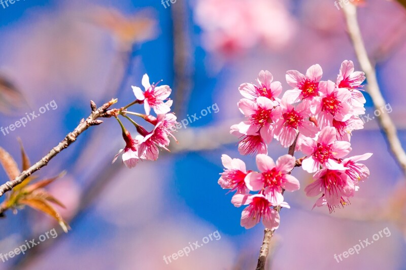 Muangthai Cherry Tiger Hill Flowers Free Photos