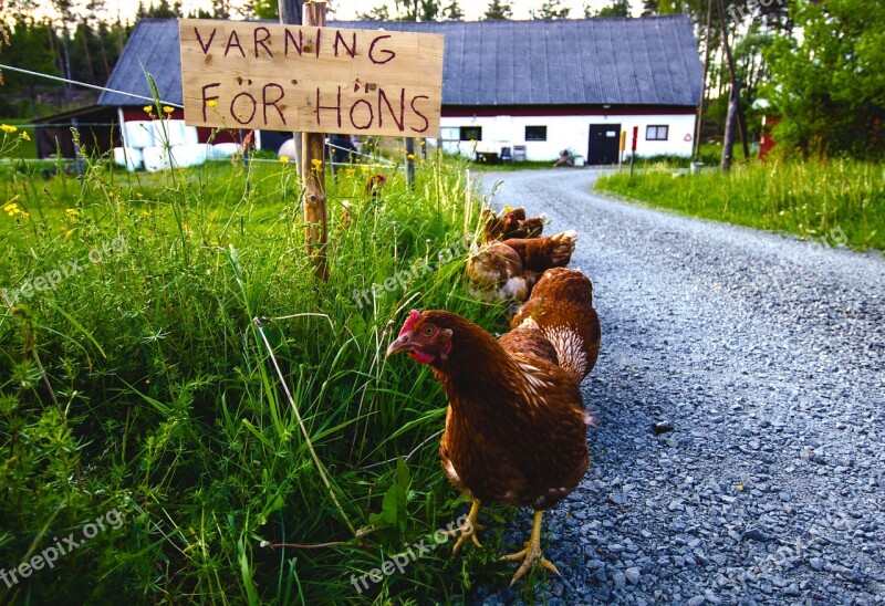 Hens Hen Farmhouse Sweden Nature