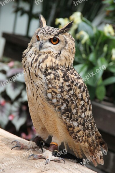 Owl Bird Zoo Kachoen Free Photos