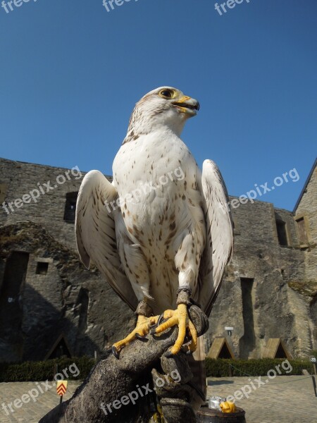 Valk Bird Falconer Castle Bouillon