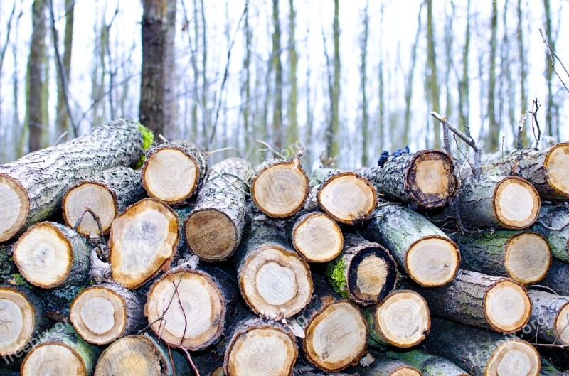 Strom Stromy řez Plátky Priroda