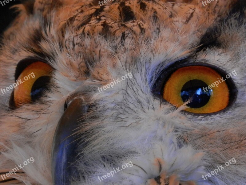 Owl Bird Of Prey Eyes Free Photos