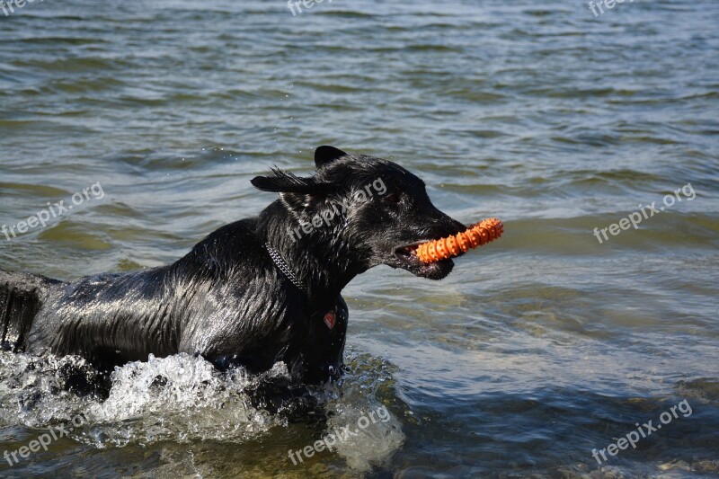 Dog Retriever Flat Water Fun