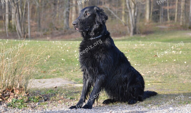 Dog Retriever Black Flat Seat Attention