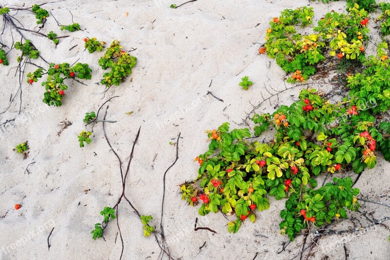 Plant Creeper Green Red Sand