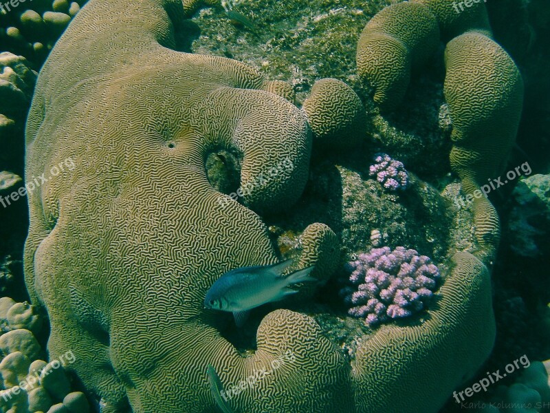 Coral Underwater Photography Underwater Fish Meeresbewohner