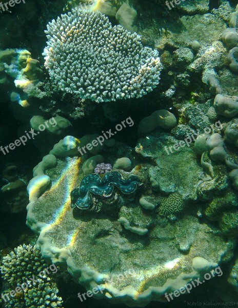 Coral Underwater Photography Underwater Fish Meeresbewohner