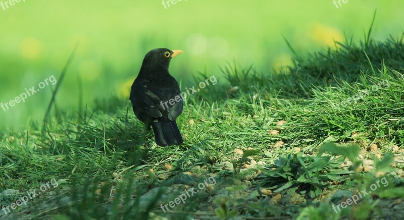 Blackbird Grass Black Green Summer