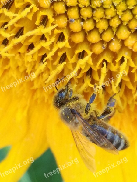 Bee Summer Sunflower Honey Nature