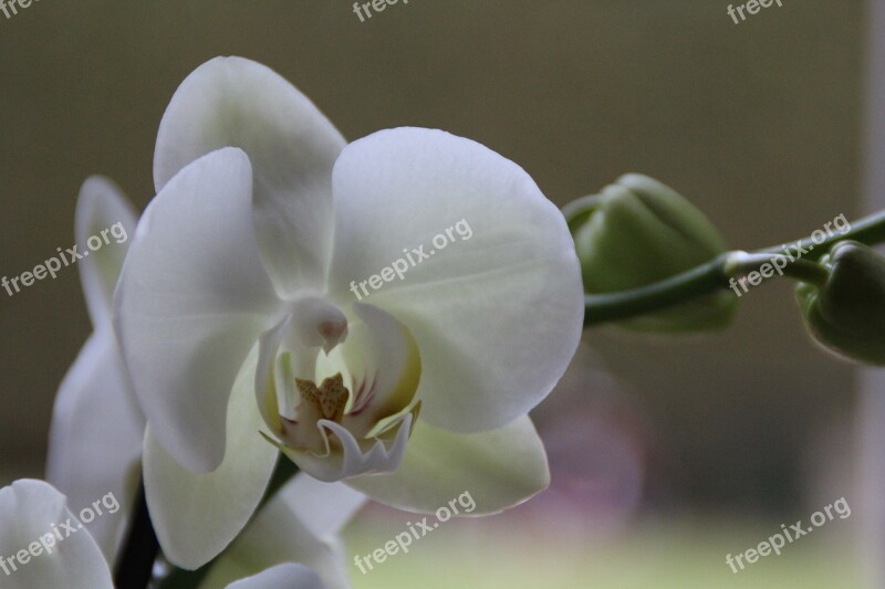 Orchid White Blossom Bloom Flower