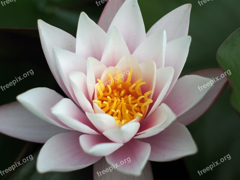 Flower Lily Pond Water Floral