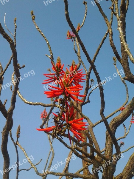 Erythrina Coral Erythrina Coral Tree Free Photos