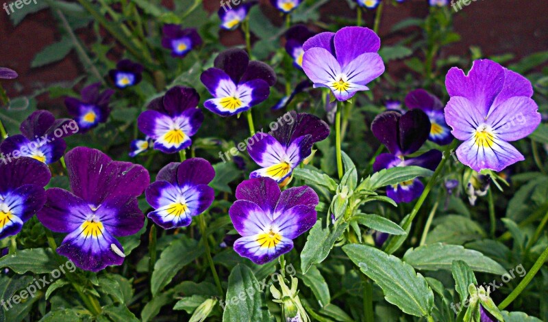 Pansy Flower Flora Flower Garden Spring