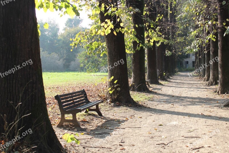 Bench Park Autumn Trees Light