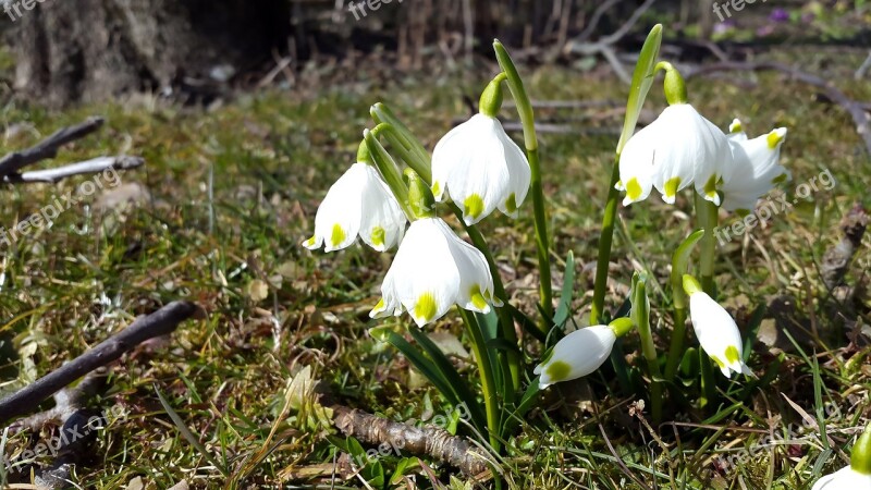 Spring Snowflake Signs Of Spring Flower Nature