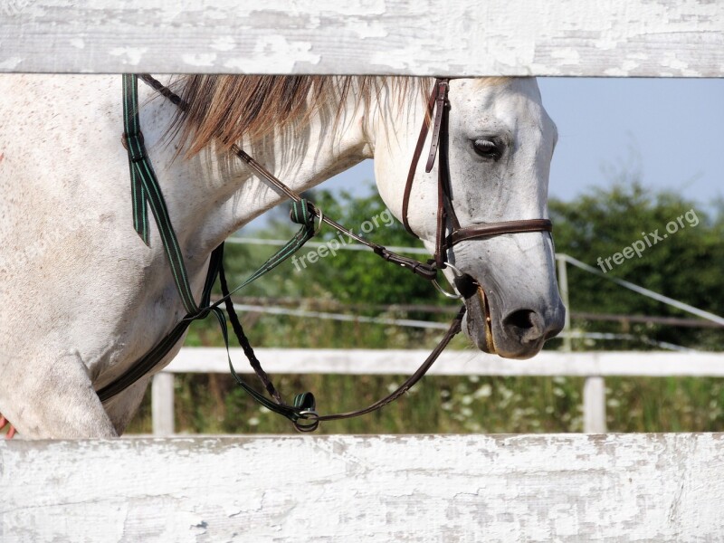 The Horse Horse White Horse Animal Nature