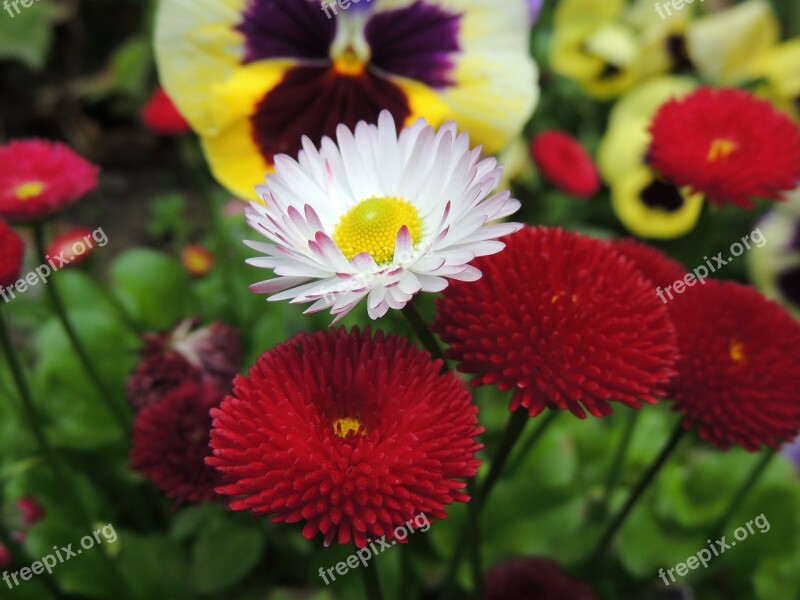 Daisies Flowers Nature Daisy Flower