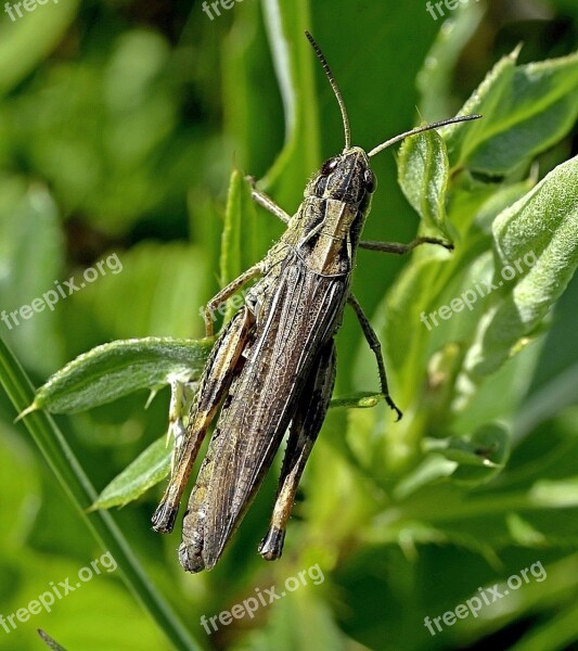 Grasshopper Summer Plant Blade Of Grass Mustache