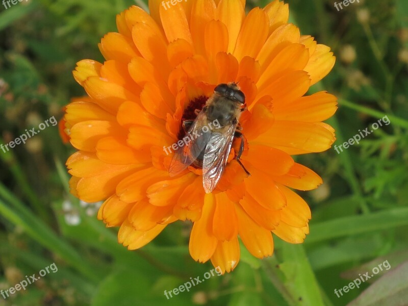 Chrysanthemum Orange Bee Blossom Bloom