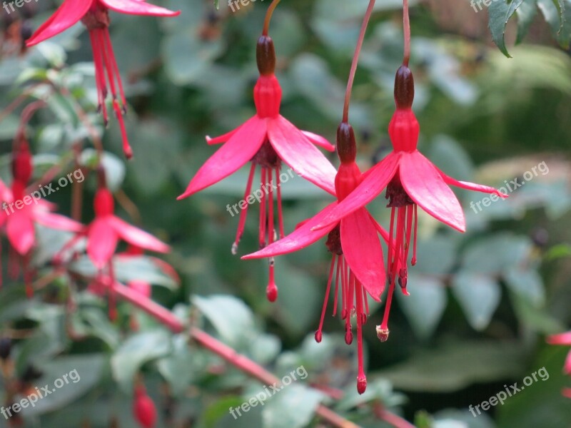 Fuchsia Flowers Red Magenta Close Up