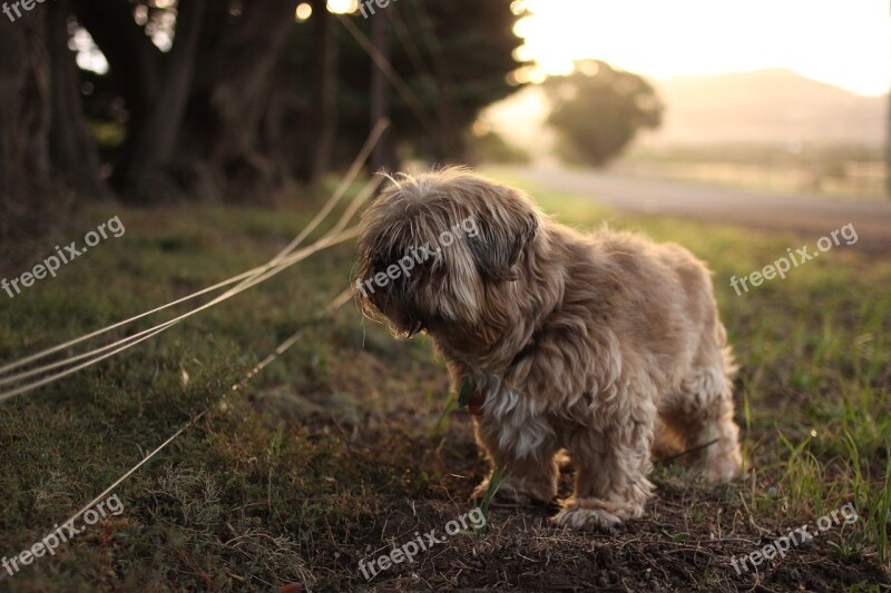 Afternoon Animal Dog Exploring Grass