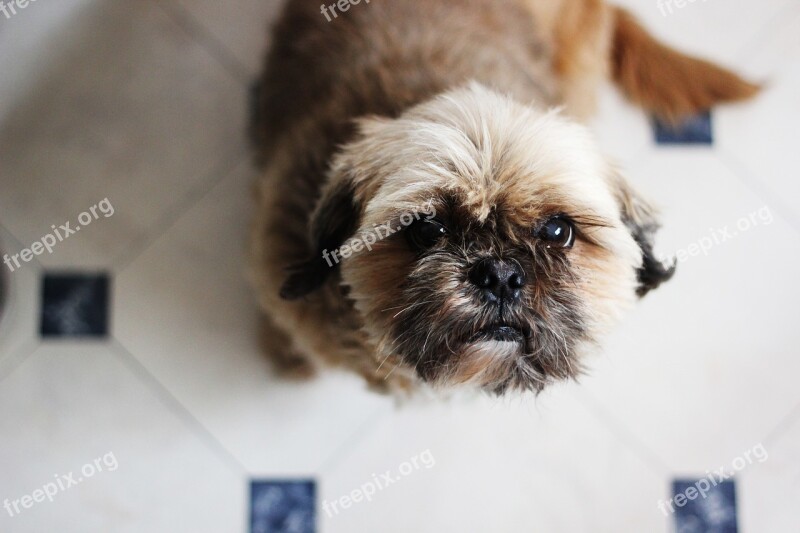 Shih-tzu Shih Tzu Begging Bright Brown