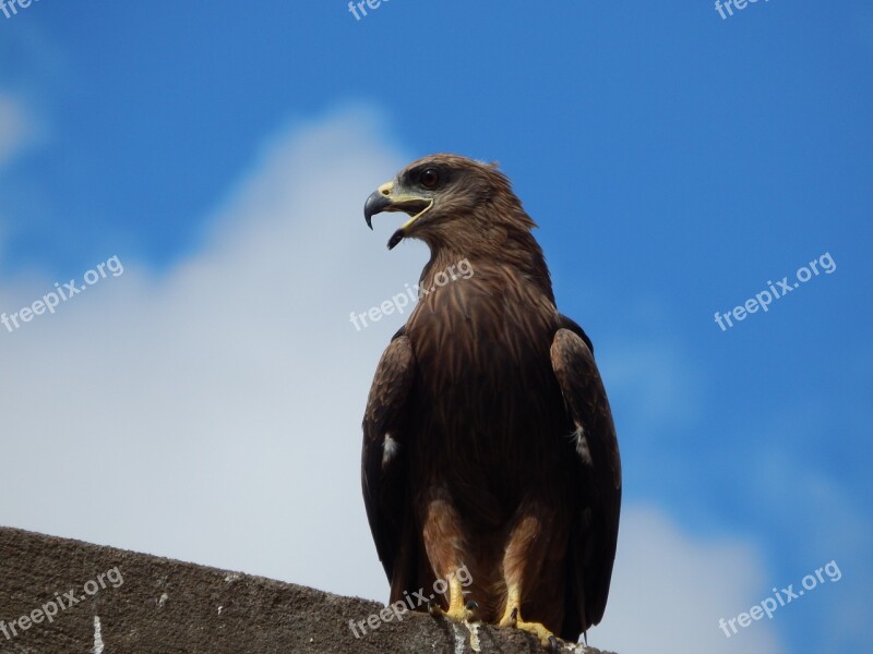 Eagle Bangalore India Free Photos