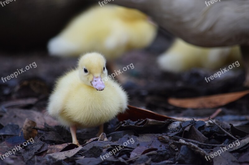 Animals Duck Duckling Cute Brave