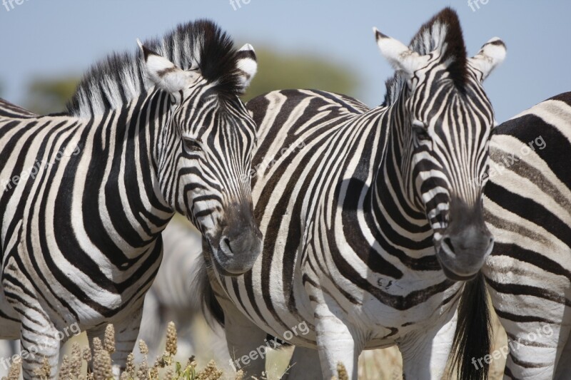 Namibia Etosha National Park Zebra Nature Wild